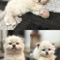 بچه گربه.نژاد دار کمیاب وارداتی