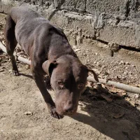 سگ پیتبول ماده ونر