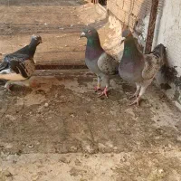 ۲عدد پلاکی نر|پرنده|فیروزآباد, |دیوار