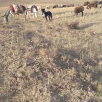 توله‌تازه‌۱سال‌شده‌دهن‌پاک‌گوسفندی‌نگهبان‌‌|سگ|مشهد, الهیه|دیوار
