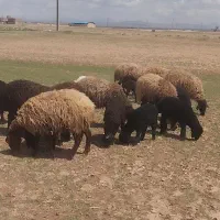 میش‌جوان‌بره‌دار