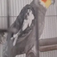 عروس هلندی دستی