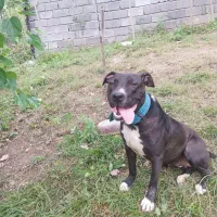 پیت بول ماده