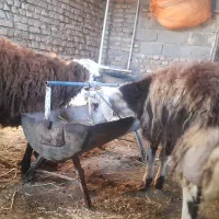 پلنگی بره قوچی  بروجردی