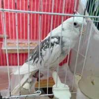 جفت عروس هلندی سخنگو