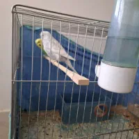 فروش تعدادی پرنده مرغ عشق عروس هلندی|پرنده|شهرضا, |دیوار