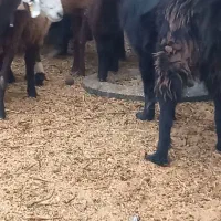 واگزاری جفت نر هم قل|سگ|رودشت (اصفهان), |دیوار