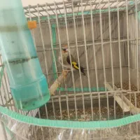 سهره|پرنده|شیراز, کوشک میدان|دیوار