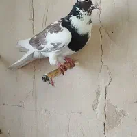 نروماده عتیقه لکه دار پرشی و ضمانت تخم و جوجه|پرنده|طرقبه, |دیوار