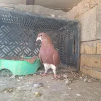 خوشرنگ سرخ ماده