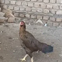 مرغ لاری|حیوانات مزرعه|سرخنکلاته, |دیوار