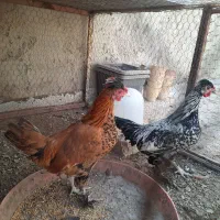 مرغ و خروس گلین ۴ ماهه|حیوانات مزرعه|خمینی‌شهر, |دیوار