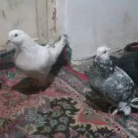 کبوتر دورک تک پر رنگی طوقی|پرنده|رامیان, |دیوار