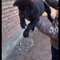 ماده سرابی مشکی ۱۸ ماه سگ شجره دار