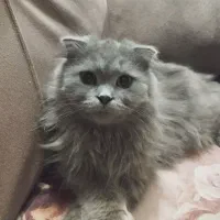 چنگیز مخواد متاهل بشه زن مخواد