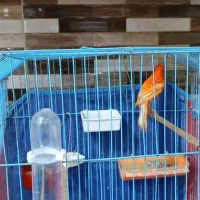 قناری نر و ماده