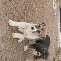 واگزار توله خراسانی