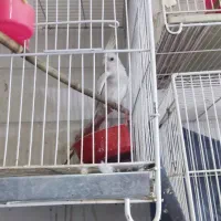 عروس هلندی قناری|پرنده|مشهد, تلگرد|دیوار