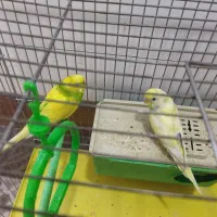 مرغ عشق نر و ماده جفت|پرنده|محلات, |دیوار