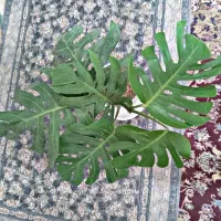 حراج گل مانسترا دلیسوز ابلغ و سبز|گل و گیاه طبیعی|قائن, |دیوار