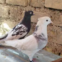 کبوتر کفتر|پرنده|شیراز, حجت آباد|دیوار