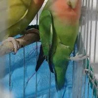 کوتوله برزیلی طوطی برزیلی گرینچیک