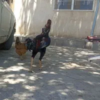 یه جفت مرغ خروس لاری