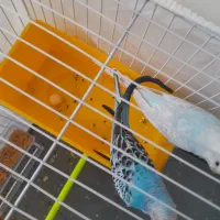 باسلام و خسته نباشید یک جفت مرغ عشق کار