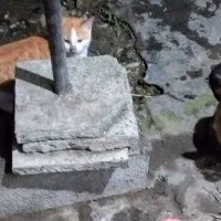 توله گربه اپارتمانی نژاد میکس واکسن اولیه زده شده|گربه|چالوس, |دیوار