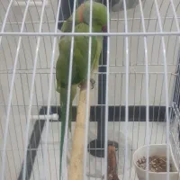 طوطی ملنگو