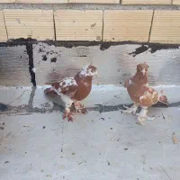 دوعدد چیتی نر|پرنده|اردبیل, |دیوار