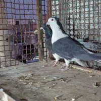 فروش کبوتر دولا دولا