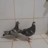چفت پولکی
