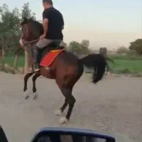 اسب