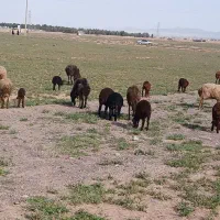گوسفند میش بره دار