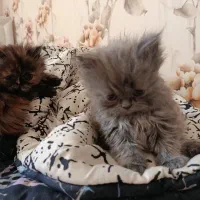 واگذاری گربه پرشین چین چیلا|گربه|اصفهان, سعادت‌آباد|دیوار