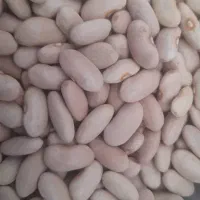 لوبیا سفید ، کشاورزی