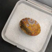 شجر بهاره|بدلیجات|بوشهر, |دیوار