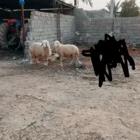 حمیدیه|حیوانات مزرعه|حمیدیه, |دیوار