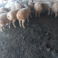 فروش بره چاق