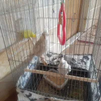 عروس هلندی جفت تخم گذار به فروش میرسد|پرنده|لنجان, |دیوار