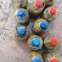 فروش خیارشور