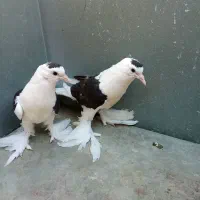 طوقی.دم سیاه.ساده سیاه معاوضه با طوقی ماده|پرنده|ایرانشهر, |دیوار