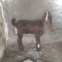 بزه