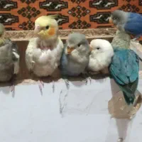 پرنده|پرنده|بهشهر, |دیوار