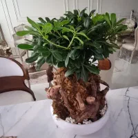 گل بنسای هندی گلدان سرامیکی|گل و گیاه طبیعی|مشهد, کوثر|دیوار