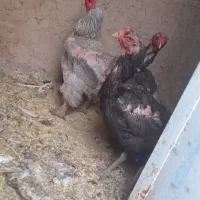 مرغ لاری