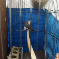 فنچ