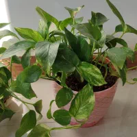 فروش گل طبیعی