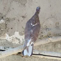 کبوتر|حیوانات|ملایر, |دیوار